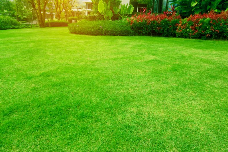 Lush Lawn