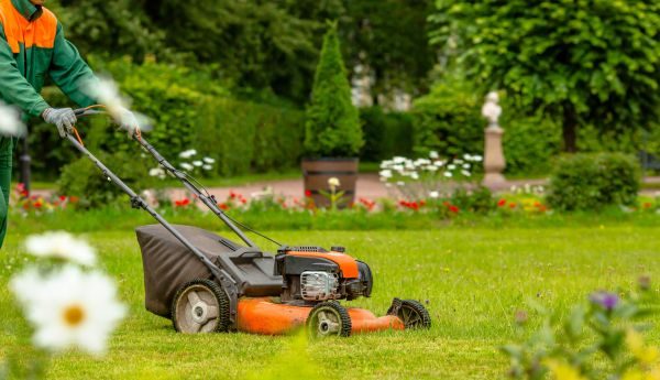 Yard Brush Removal