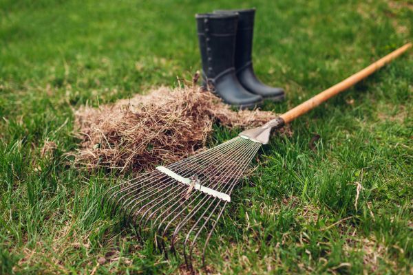 Yard Dethatching